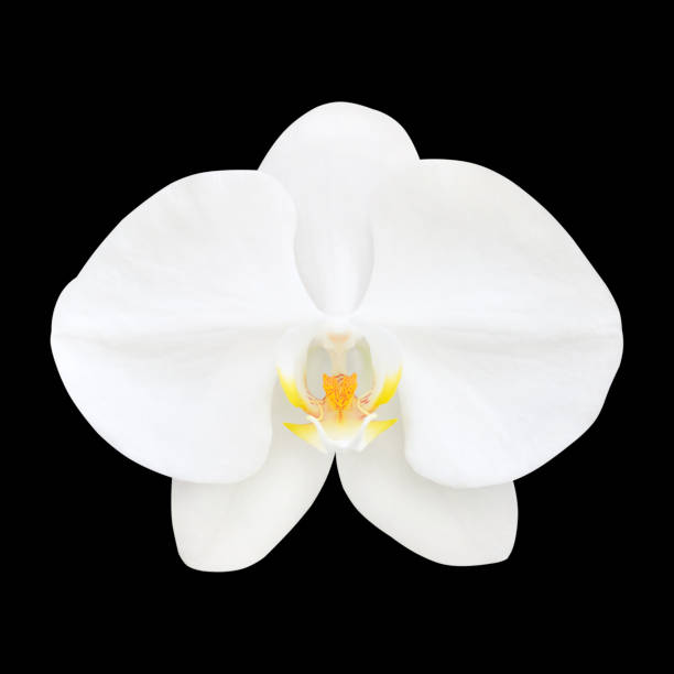 istock Beautiful white orchid flower isolated on black background 1278533973