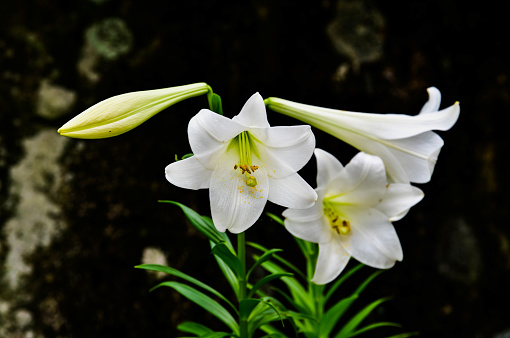 Spider Lily plant found on the Madeira Island Portugal