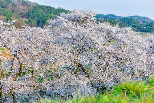 Cherry blossoms in full bloom in Spring