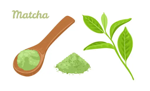Vector illustration of Matcha Green Tea Powder in wooden spoon and sprig with leaves isolated on white background. Vector illustration in cartoon simple flat style.