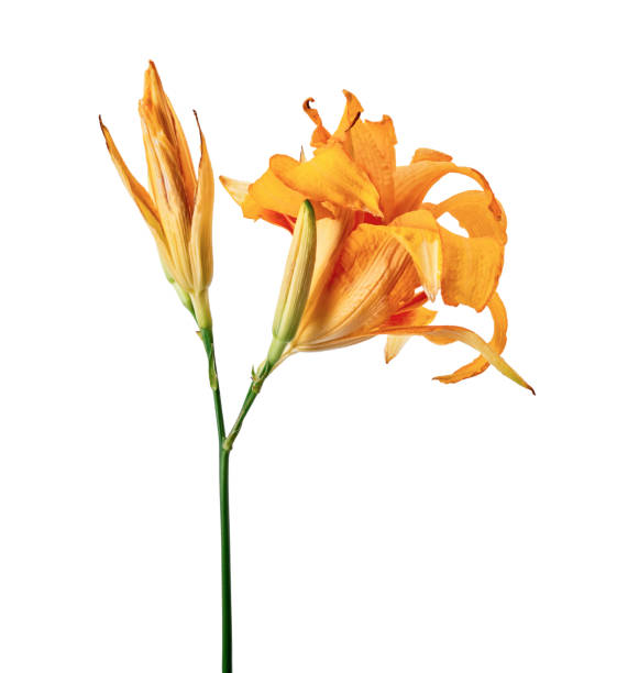 istock Orange daylily, Orange flower isolated on white background with clipping path 1278535518