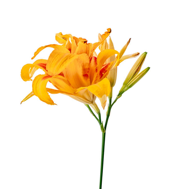 istock Orange daylily, Orange flower isolated on white background with clipping path 1278535541