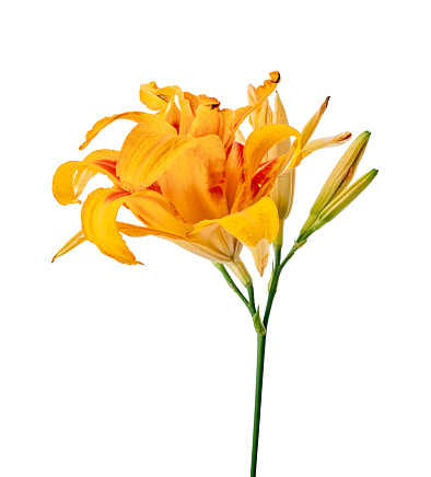 Single delicate yellow alstromeria flower, backlit with sun light, close up. Translucent gentle petals of alstroemeria on a dark blurred background with bokeh - elegance romantic floral design