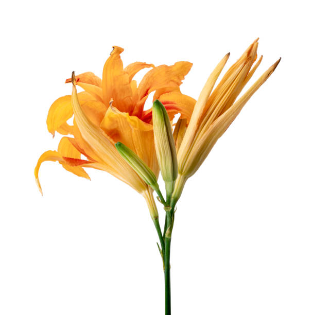 Orange daylily, Orange flower isolated on white background with clipping path