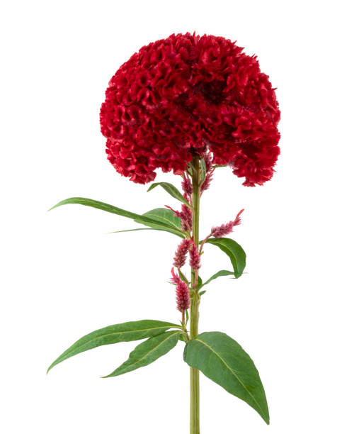 istock Celosia cristata flower, Red cockscomb flower with leaves isolated on white background, with clipping path 1278535596