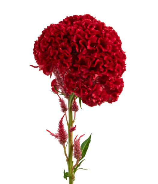 istock Celosia cristata flower, Red cockscomb flower with leaves isolated on white background, with clipping path 1278535599