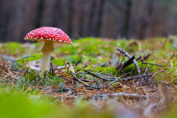 istock mushroom red fly agaric grows in wood 1278536723