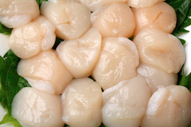 istock Image of scallop adductor muscle 1278536786