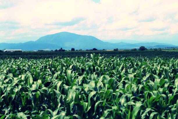 corn field in the vicinity of brasov, in rupea, romania. - 5934 imagens e fotografias de stock