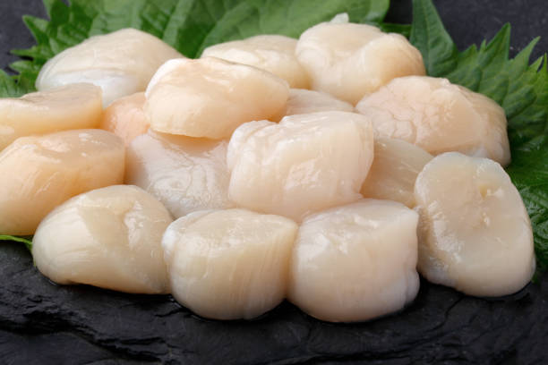 istock Image of scallop adductor muscle 1278536830