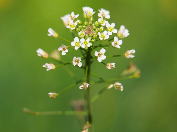 lower of Shepherd's purse close-up on a meadow, Capsella bursa-pastoris