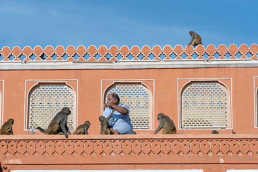 Jaipur, India - nov 26, 2018 : Indian man feeds the hungry monkeys next to the wall Hawa Mahal, pink palace of winds in old city Jaipur, Rajasthan, India