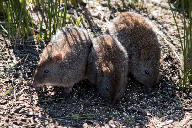 os três potoroos de nariz longo estão procurando comida - potoroo - fotografias e filmes do acervo