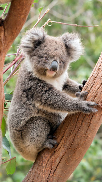 istock the young koala is grey and rufous with fluffy ears 1278540932
