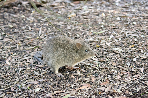 this is a side view of a long nosed potoroo