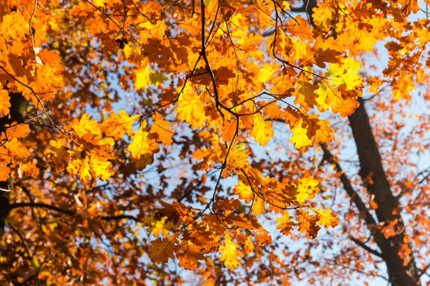 ramas de roble con hojas de otoño contra el cielo - english oak fotografías e imágenes de stock