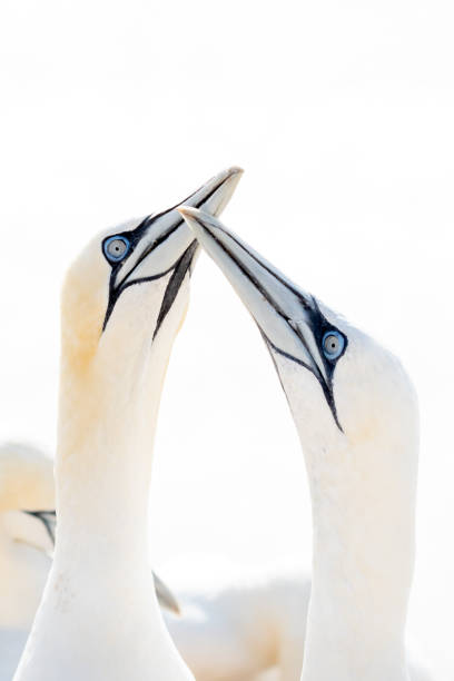 istock In soft light, two Northern Gannets heads welcome after landing 1278542189