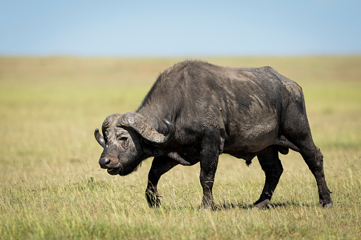 Adult buffalo bull walking across Masai Mara grass plains in Kenya