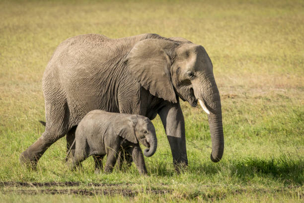 Female elephant and its calf walking in Masai Mara in Kenya Female elephant and its calf walking in green grass in Masai Mara in Kenya african elephant stock pictures, royalty-free photos & images