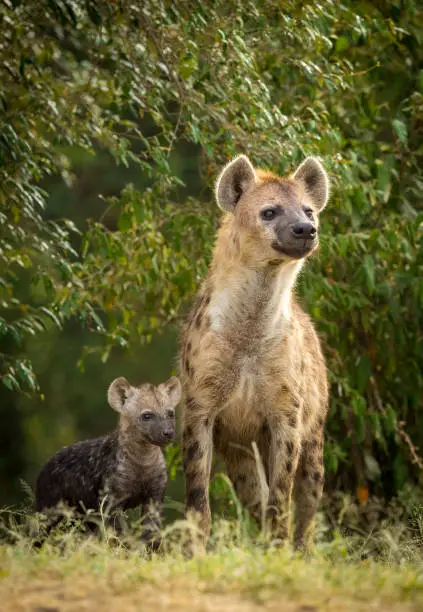 Vertical portrait of a hyena mother and her cub standing next to each other looking alert in Masai Mara Kenya