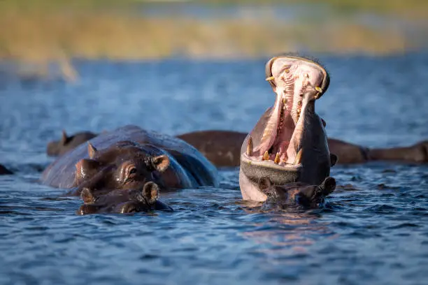 Hippo yawning with mouth open in Chobe River in Botswana