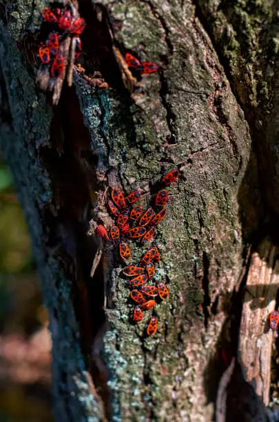 Red beetle with black dots (firebug) (Pyrrhocoris apterus) on the bark of a tree