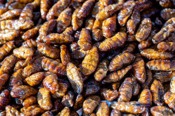 Fried silk worms delicious in street food in Thailand. Close up Fried silk worms delicious in street food in Thailand. They are deep fried until reaching a complete state of crispness, heavily salted, and eaten as a protein enriched snack. fried insects for snack thai food at market stock pictures, royalty-free photos & images