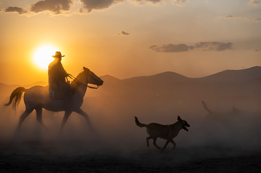 Wild horses run in foggy at sunset.
