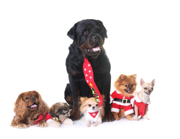 220+ Christmas Rottweiler Stock Photos, Pictures & Royalty-Free Images ...