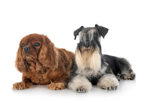 istock miniature schnauzer and cavalier king charles 1278545902