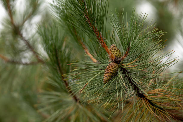 istock green prickly branches of a fur-tree or pine 1278546532