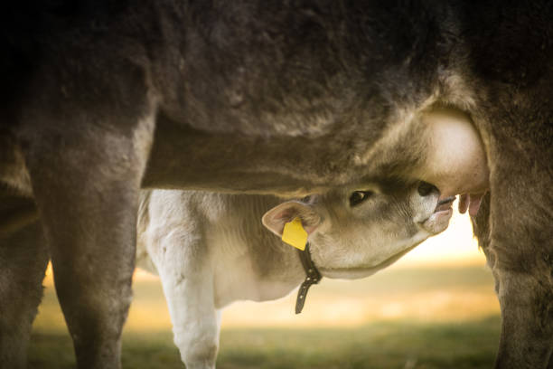 Cute calf drinks milk from its mother's udder