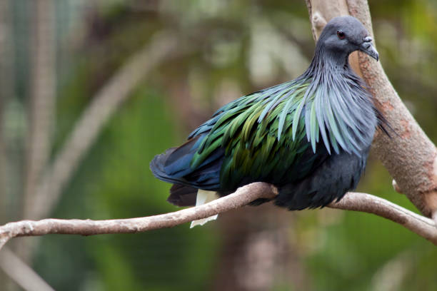 istock the nicobar pigeon is resting on a branch 1278547490