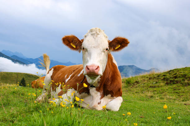 istock Cow at the meadow in the alps 1278547864