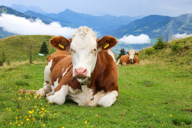 istock Cow at the meadow in the alps 1278547866