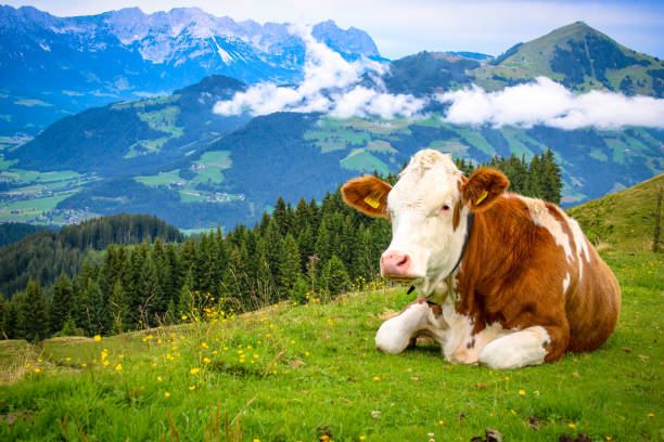 istock Cow at the meadow in the alps 1278547870
