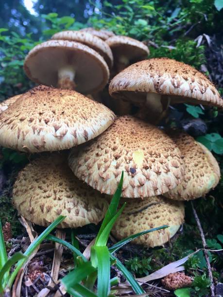 Armillarias are long-lived and form some of the largest living organisms in the world. armillaria, es un género de hongos parásitos que incluye la especie a. mellea conocida como hongos de miel que viven en árboles y arbustos leñosos. incluye alrededor de 10 especies anteriormente categorizadas sumariamente como a. mellea.