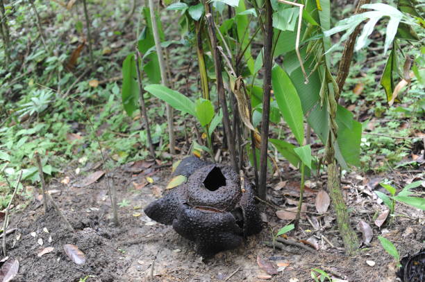 Dead withered tropical giant flower rafflesia arnoldii in Borneo island rainforest mountains in February rafflesia arnoldii, arnoldii, rifasia, flor de rifas, muerto, marchita, marchita, se desvaneció, se desvaneció borneo, malasia, mundo, grande, más grande, nacional, parque, monte, gigante, naturaleza, tropical, planta, selva, flor, sabah, bosque, atracc