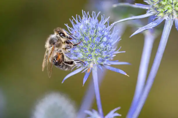 Bee - Apis mellifera - pollinates a blossom of the blue eryngo - Eryngium palmatum