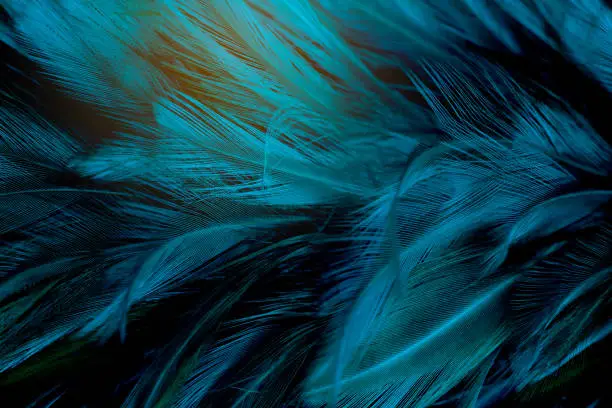 Photo of Beautiful dark green blue feather pattern texture background
