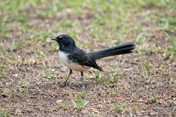 istock the willy wagtail is looking for food on the grass 1278549784