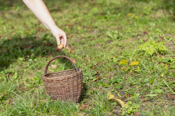 istock Hand throwing a walnut into handmade wicker basket. 1278551526