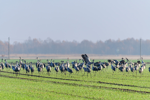 Common Cranes or Eurasian Cranes (Grus Grus) feeding and resting in a field near Diepholz in Germany during the autumn migration