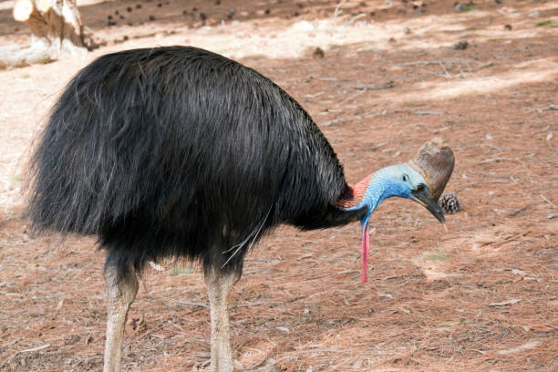 istock the cassowary is looking for food on the ground 1278551764