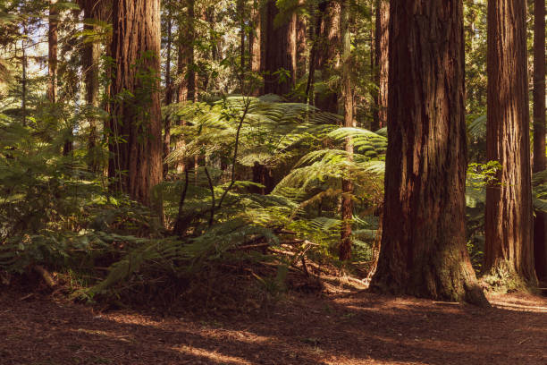 istock Rotorua Redwoods park 1278551835