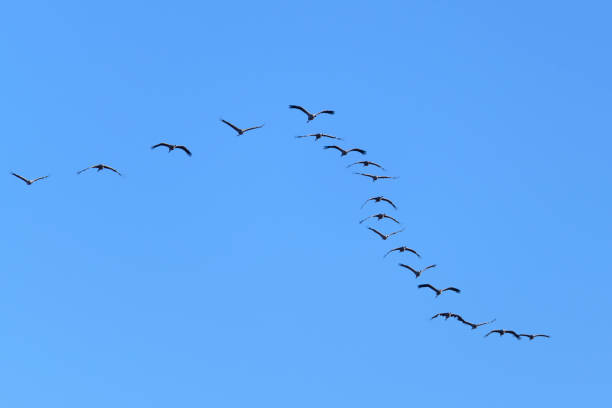 istock Crane birds or Common Cranes flying in mid air  during the autumn migration 1278552786