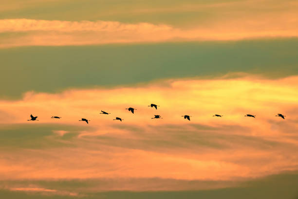istock Crane birds or Common Cranes flying in mid air during an autumn sunset 1278552899