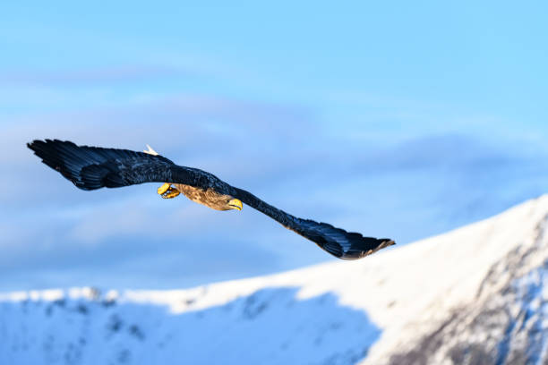 istock White-tailed eagle or sea eagle hunting in the sky over Northern Norway 1278552933