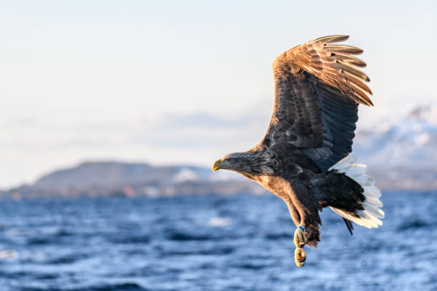 북부 노르웨이 상공에서 흰 꼬리 독수리 또는 바다 독수리 사냥 - white tailed eagle sea eagle eagle sea 뉴스 사진 이미지