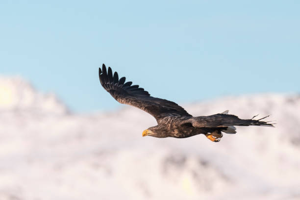 istock White-tailed eagle or sea eagle hunting in the sky over Northern Norway 1278553059